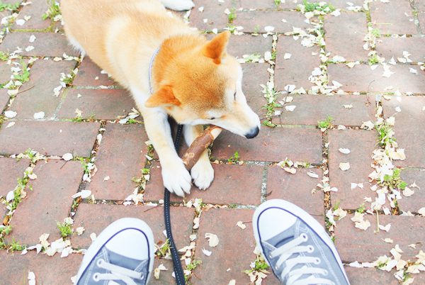 柴犬のしつけ