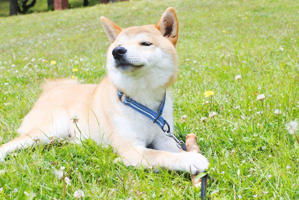 柴犬は飼うのが難しい