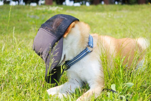 犬の散歩