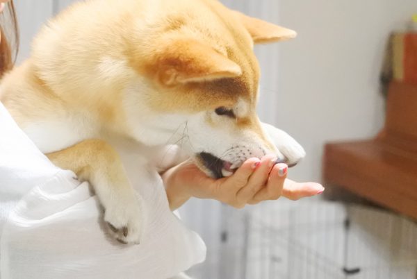 柴犬の野性味