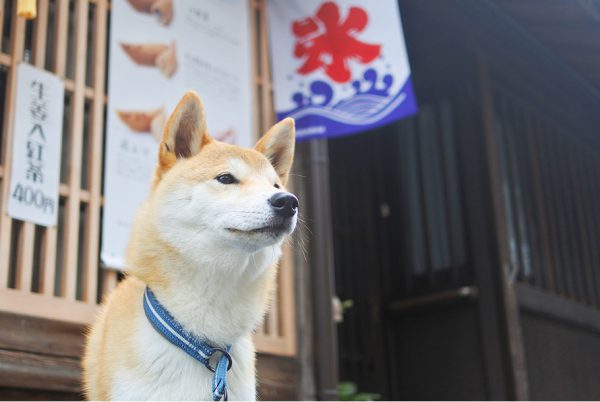 柴犬の問題行動