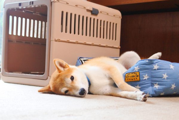 柴犬の本気噛み