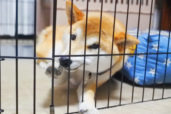 柴犬の本気噛み