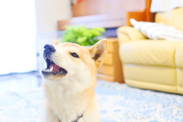 柴犬の野性味