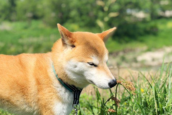 獣医さんの待ち時間が長い