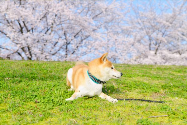 麦と一緒に桜を見に行きました。