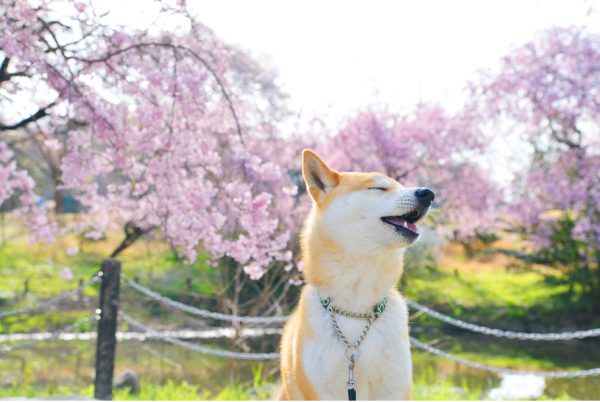 桜じゃ桜じゃ～