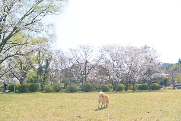 定光寺公園の桜