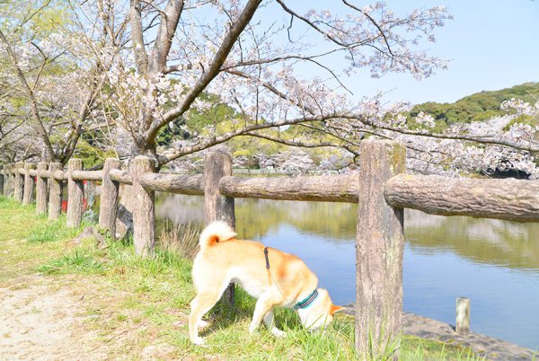 定光寺公園の正伝池