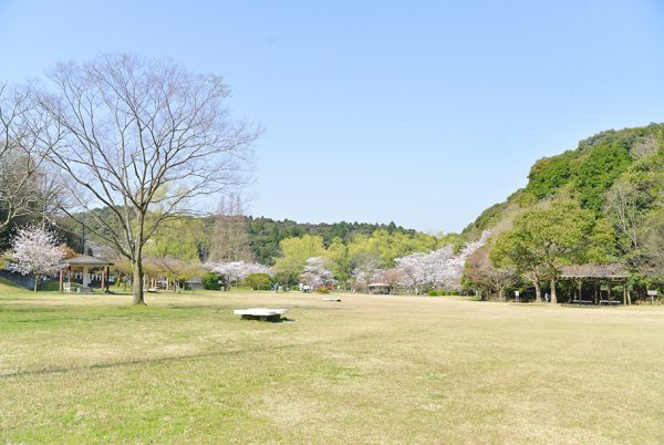 定光寺公園の桜