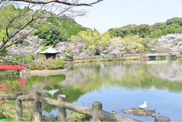 定光寺公園のあひる