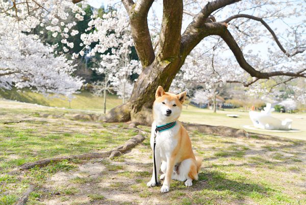 定光寺公園の桜と柴犬。