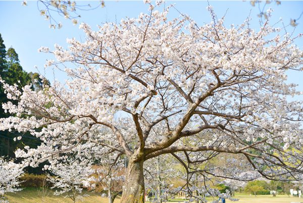 大きな桜の木の下でお花見って最高ですね。