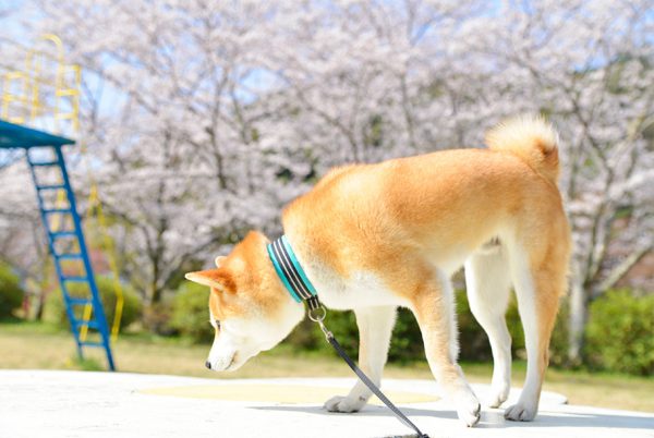 どこもかしこも桜