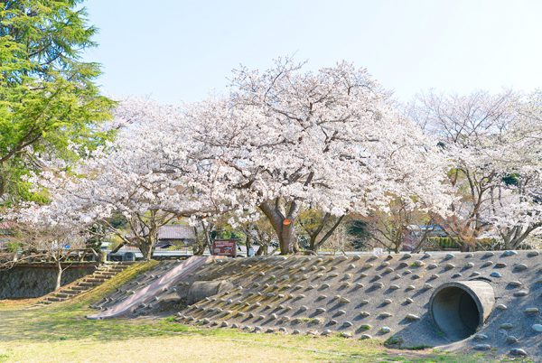 定光寺公園の桜