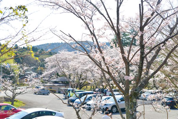 駐車場にも桜