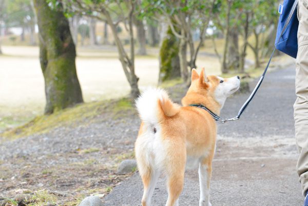 散歩中はゴミを確認しながらです。