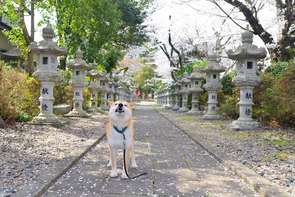 桜の季節はお花見後のゴミが…