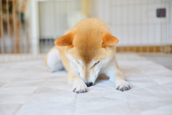 ウェルカムお薬！積極的に口にします！