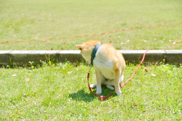 お腹が半分だけきれいに赤く...