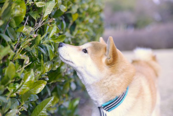 普段はとても穏やかなんですが…