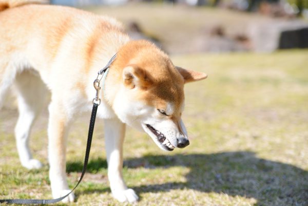 食べ物じゃなくても平気でゴクリといきます…