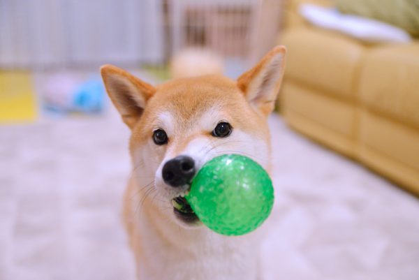 犬が噛むというのは最終手段。それを覚えてしまった子はやっかいです。