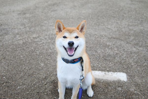 犬よりも人が大好きです。