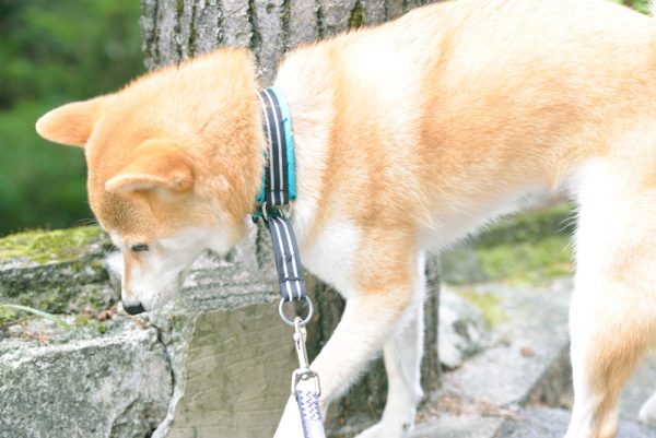 岩屋堂でマーキング