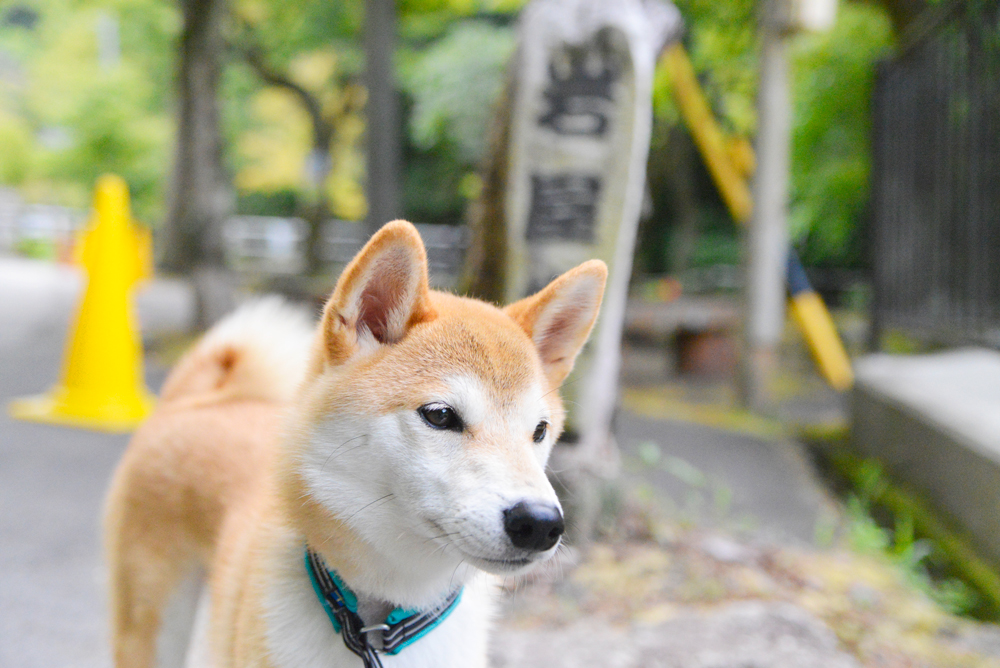 川遊びもできる 瀬戸市岩屋堂公園で犬連れお散歩 我が家の柴犬図鑑