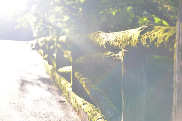 岩屋堂公園の苔