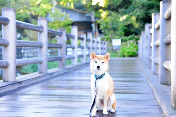 岩屋堂公園もみじ橋