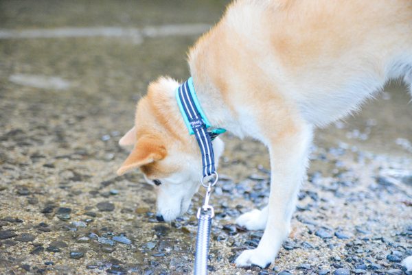 岩屋堂公園天然プール