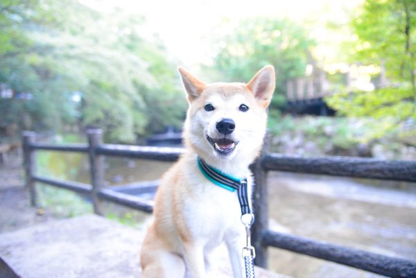 岩屋堂公園川沿い