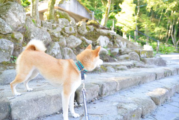 岩屋堂公園天然プール