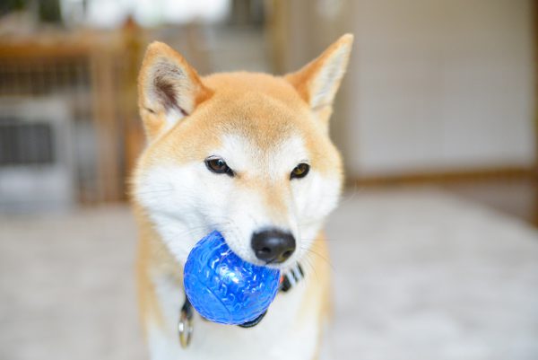 ボール遊び、大好きなんだけどな…