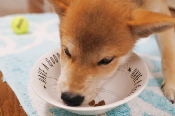 柴犬は皮膚病の子が多い