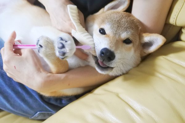 犬の歯磨きデンタルケア