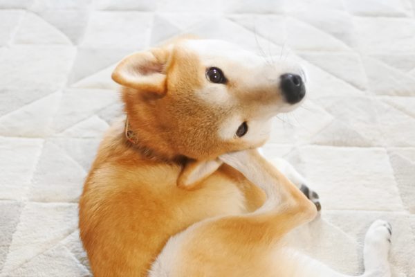 柴犬は皮膚病の子が多い