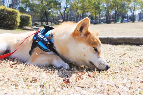 のんびり気ままに過ごすのが好きです。