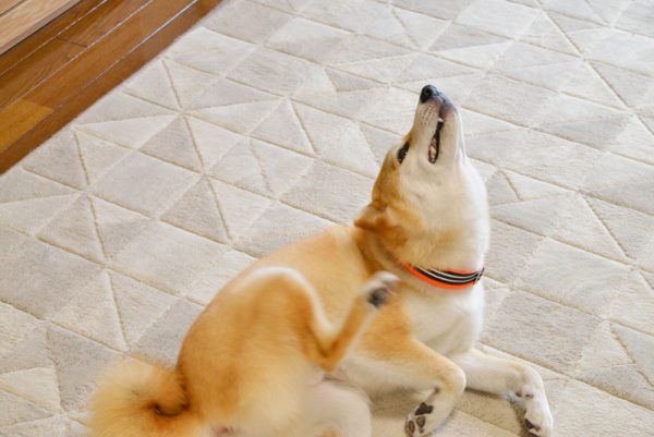 柴犬のアレルギー検査