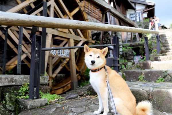 犬連れで馬籠宿へ