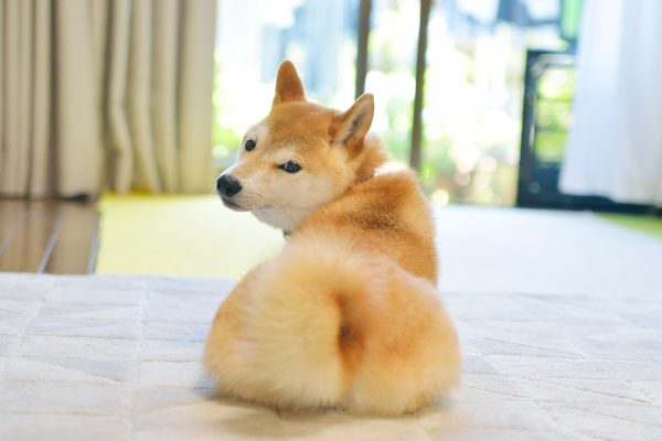 柴犬は縄張り意識が強い