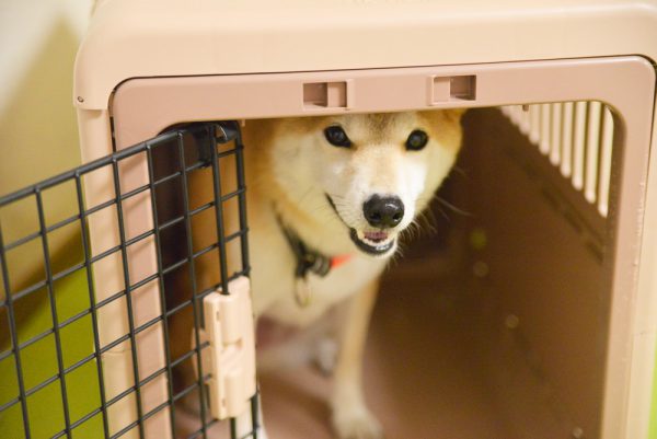 クレートに逃げ込む柴犬