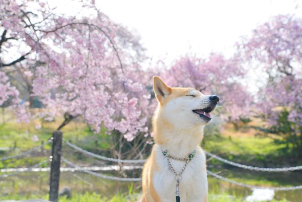 柴犬と桜を見に散歩