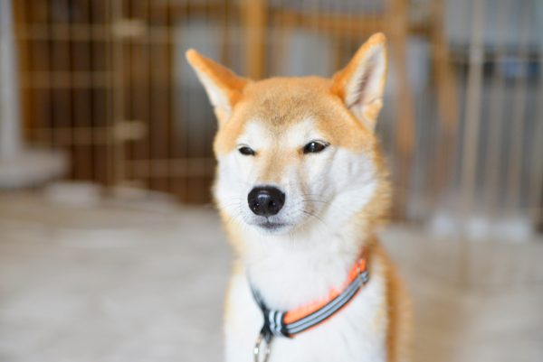 柴犬の気難しさ