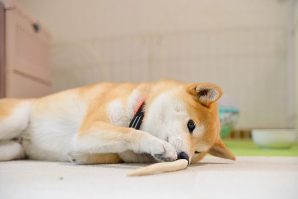 柴犬、食事中の威嚇行動