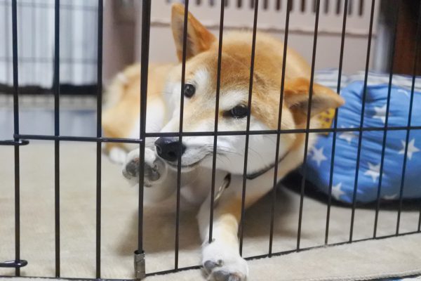 柴犬は飼うのが難しい！？