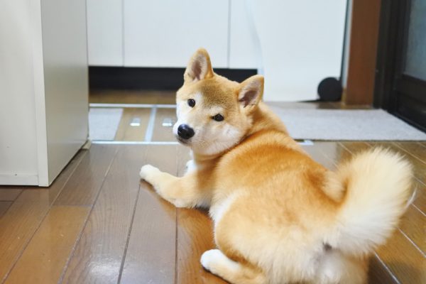 柴犬の本気噛みは難しい