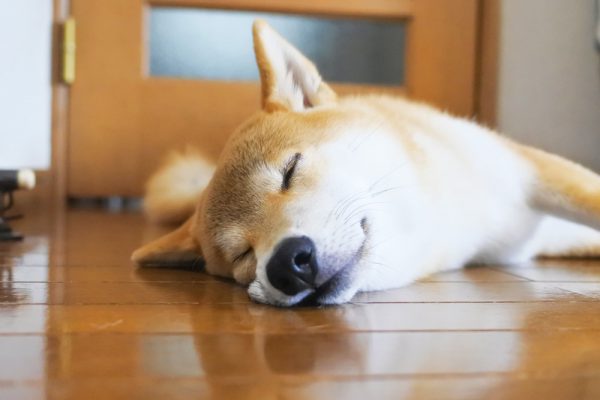 柴犬の本気噛みは難しい